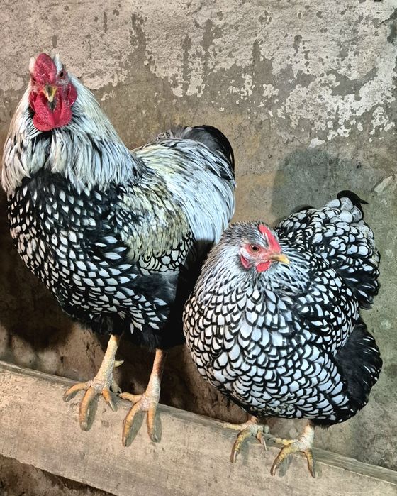 Інкубаційні яйця "Віандот срібло"