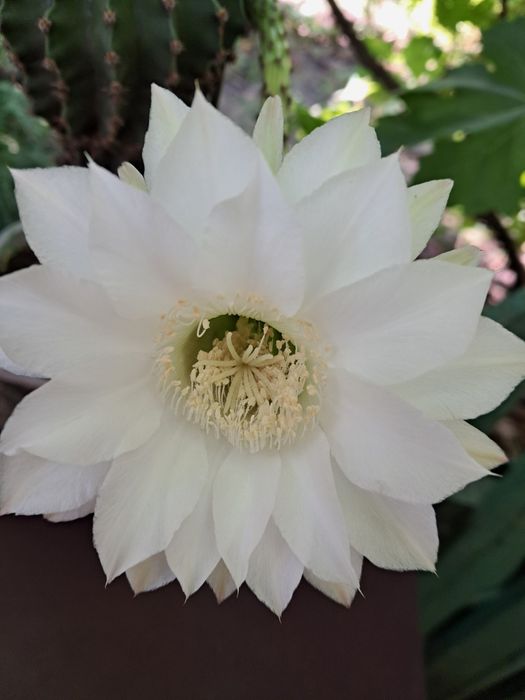 Колекція кактусів Ехінопсис (Echinopsis)
