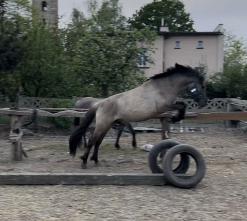Sprzedam klacz i ogiera koniki polskie 5 lat