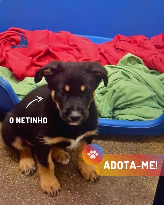 Netinho cachorro porte medio para adoção