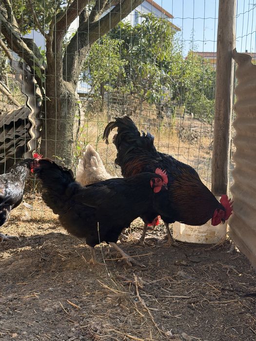 Ovos Maran negro cobre