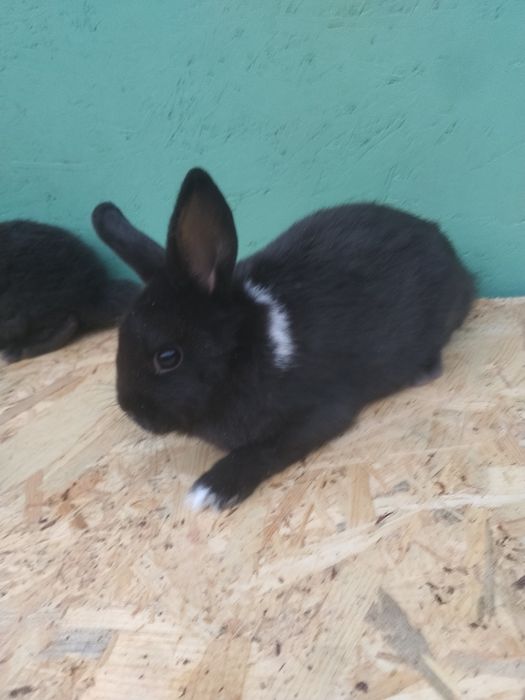 Króliczki miniaturki/ karzełki