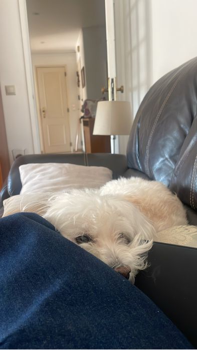 Pet sitting, Dog waling e muito mais :)
