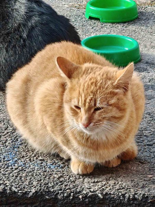 Отдам рыжего кота, 9 месяцев