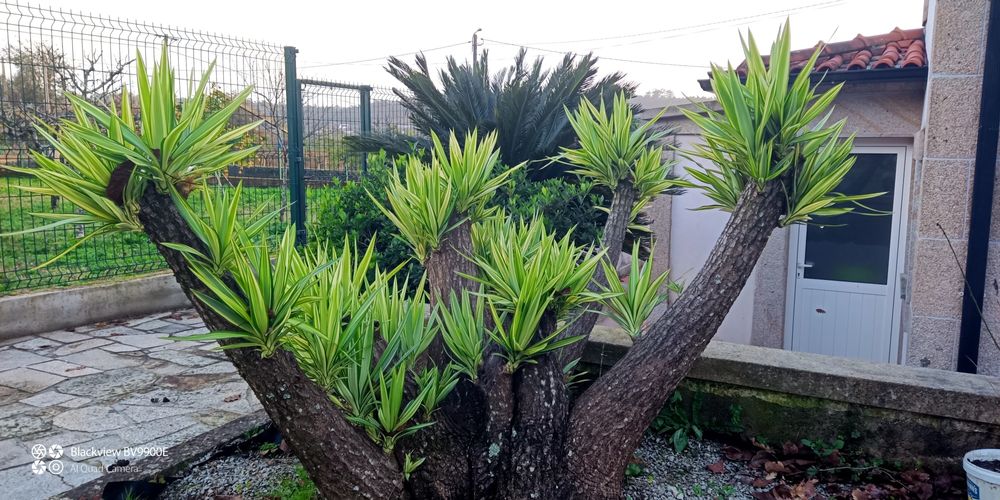 Planta yucca vários tamanhos