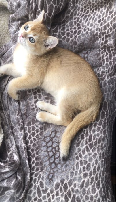 Золота шиншила котик