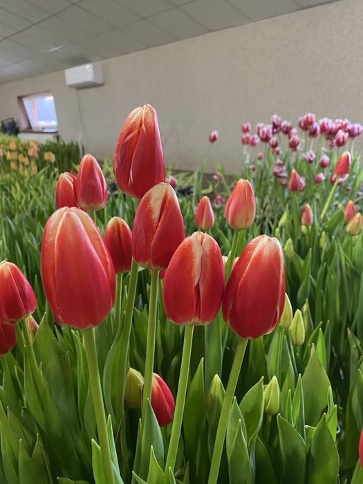 Тюльпани опт/роздріб