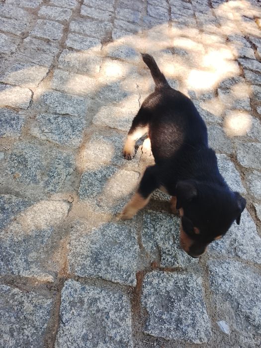Cachorrinho macho para adoção