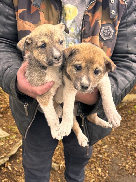 Терміново шукаємо родину