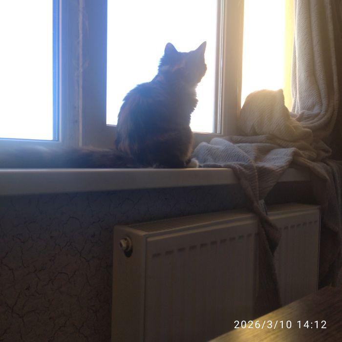 Отдам кошечку 5месяцев красуню