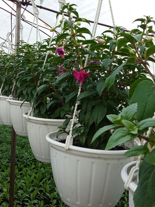 Интерьер для сада