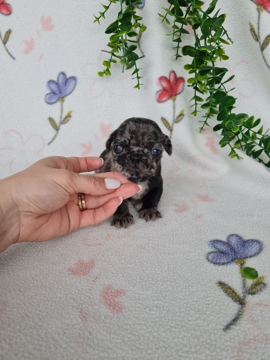 Excelente menino Pug Carlin Merle de Qualidade
