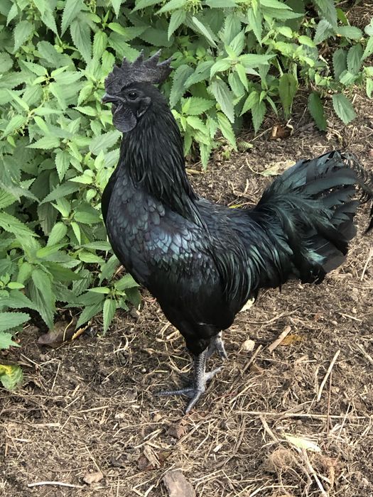 Ayam Cemani Kogut