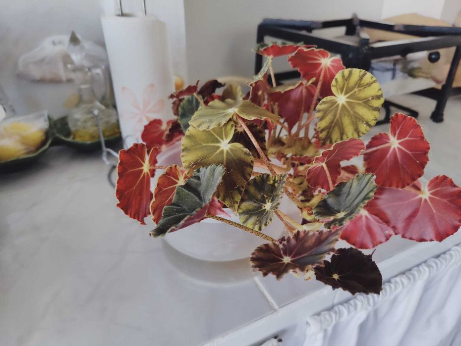 Mudas de Begónia Rex