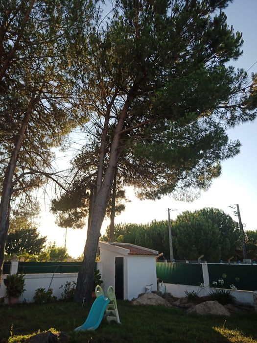 Limpeza de terrenos  e abates de árvores