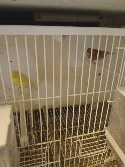 Canarias  femeas odivelas