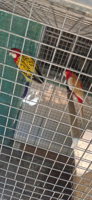Roselas eximios criar a mão