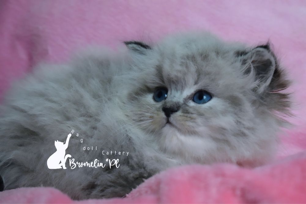 Kocięta Ragdoll dostępne