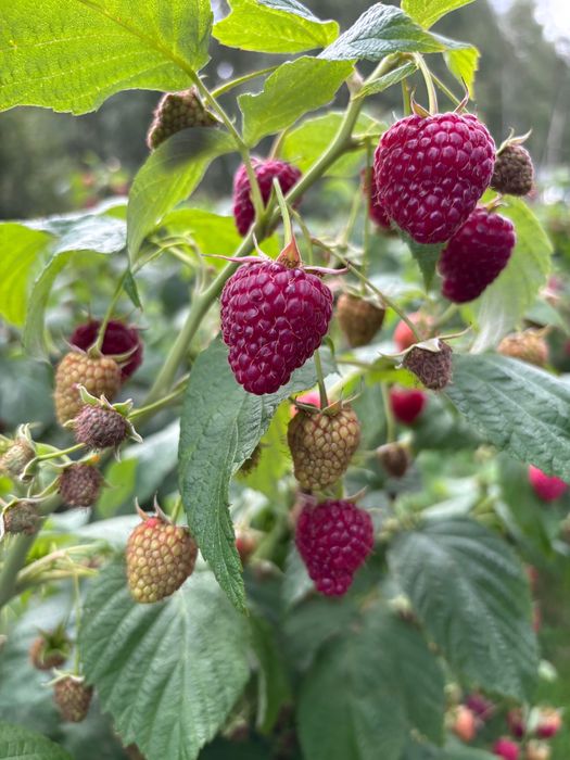 MALINY 13 zł/kg Sprzedam