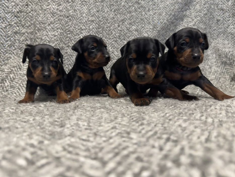 Дівчатка цвергпінчера(мініатюрного пінчера)