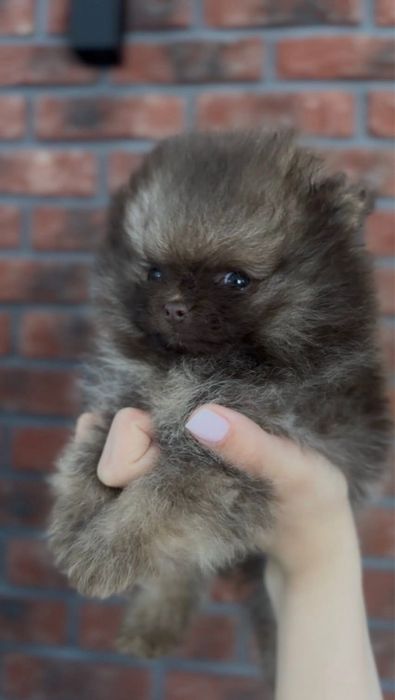 Szpic miniaturowy chocolate tan czekolada dziewczynka unikat