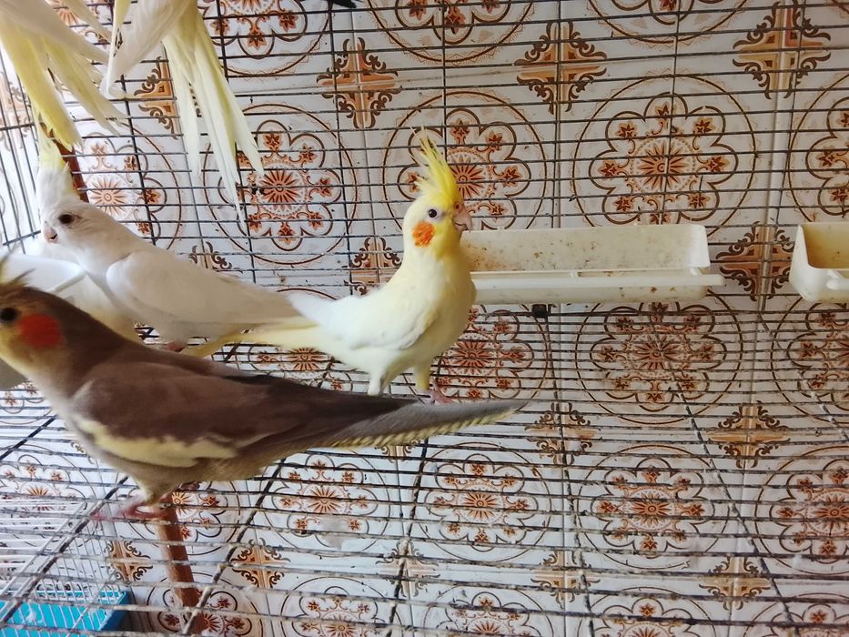 Caturras criadas a mao ou para criar