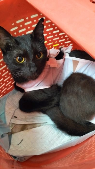 Кастрований котик в добрі руки