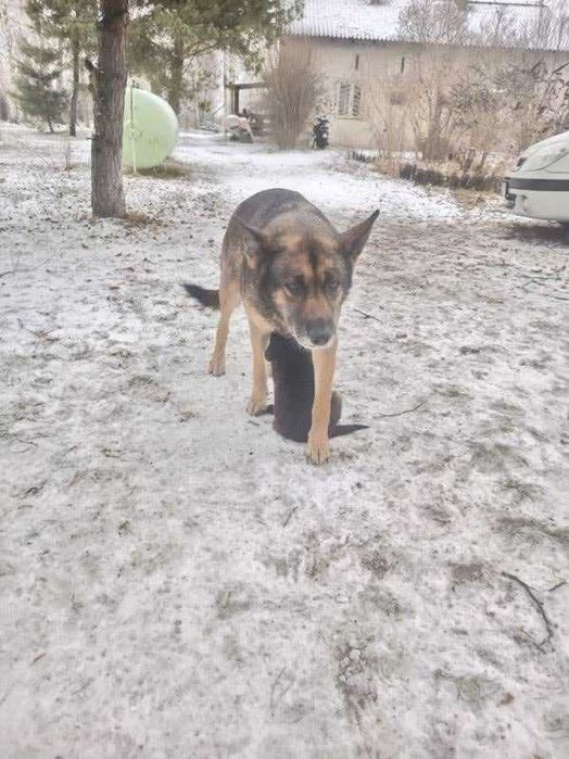 8-tygodniowe maluchy do adopcji – pieski i suczki