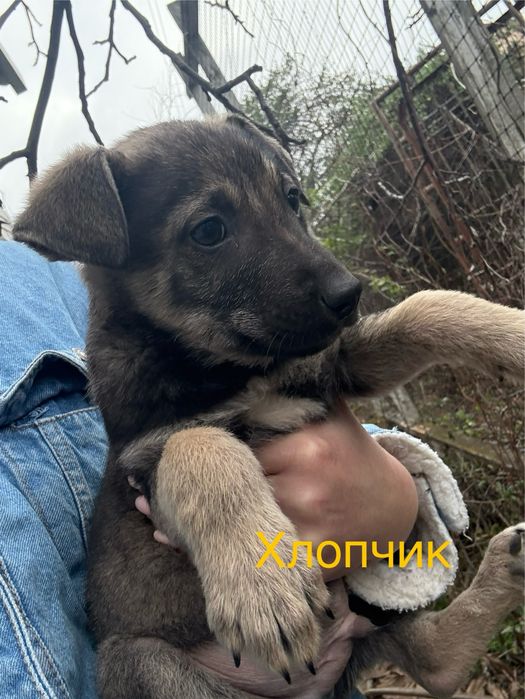 Цуценята безкоштовно