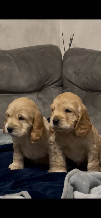 Продам Цуцики Спаніель