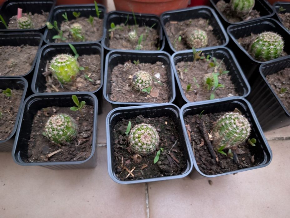 Cactos em vaso - várias unidades disponíveis