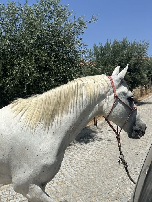 Cavalo de confiança