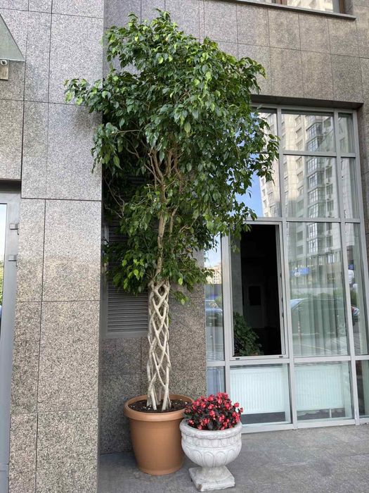 Фікус Бенджаміна (2)