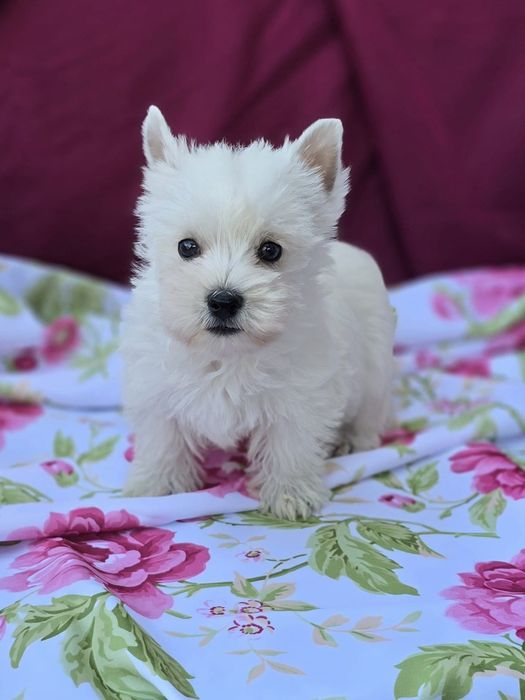 Suczka West highland white terrier