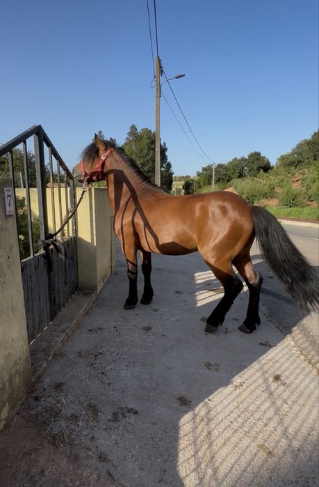 Ponei mansinho para venda