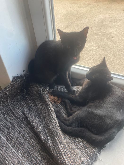 Dá-se 2 gatos para adoção responsável