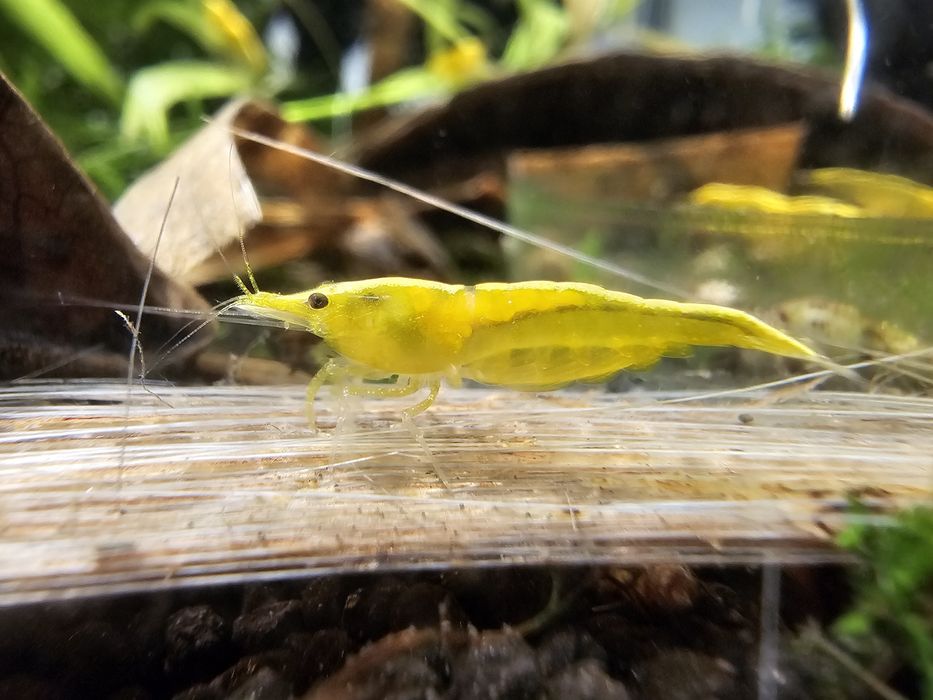Neocaridina Yellow Golden Back