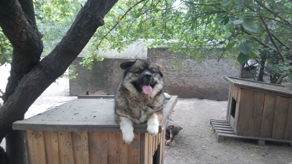 Пушистый мальчик в добрые руки