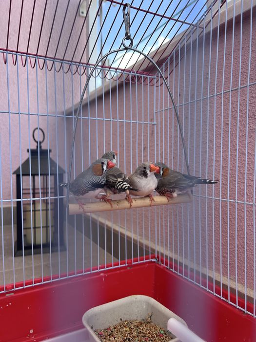 4  mandarins (2 casais) + gaiola