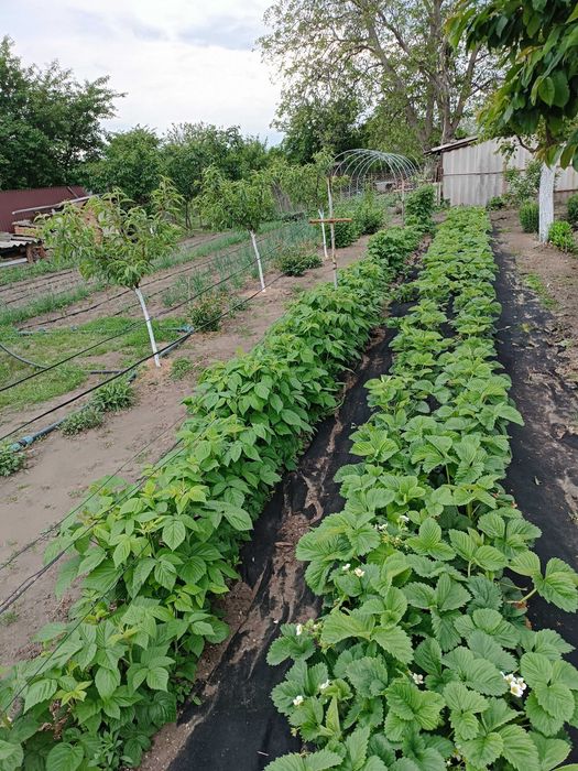 Продам будинок .,