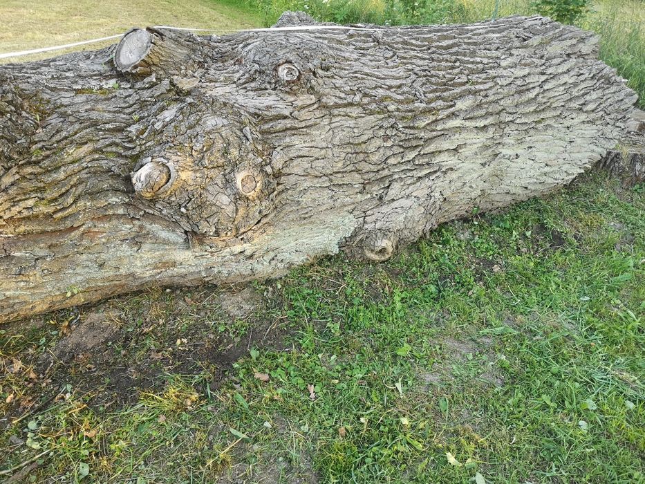 Sprzedam Kłoda dębu