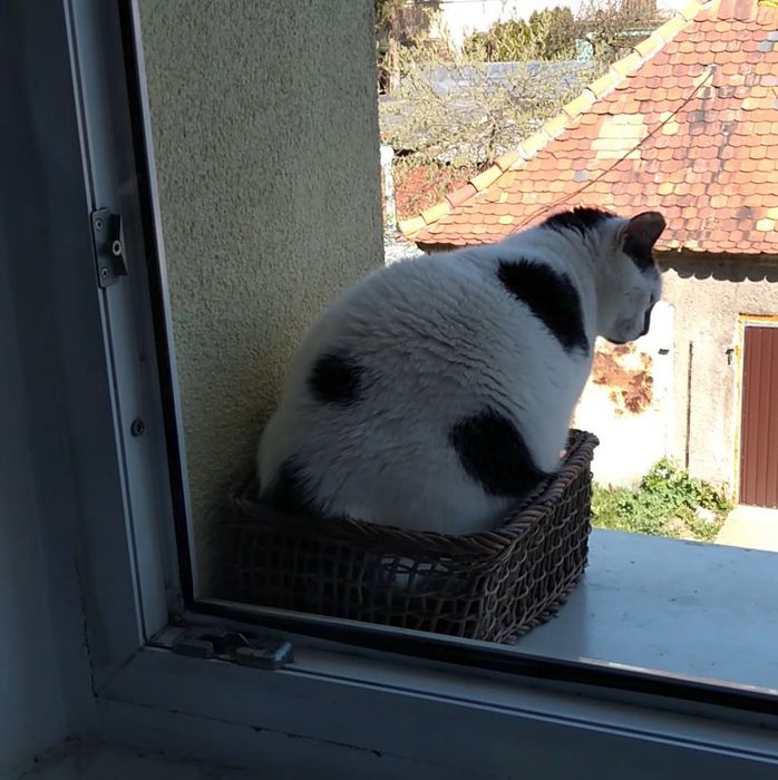 Kot szuka domu.Pilne