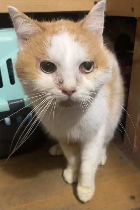 Прилаштовується у добрі ручки !