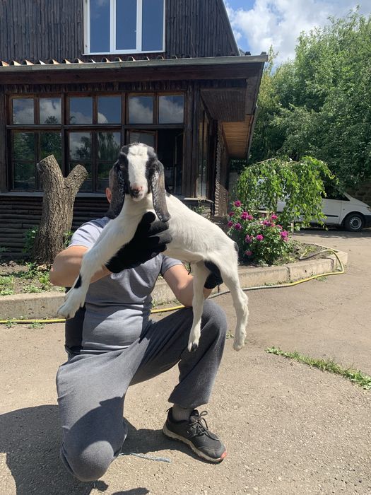 Продам козлят хорошей молочной линии