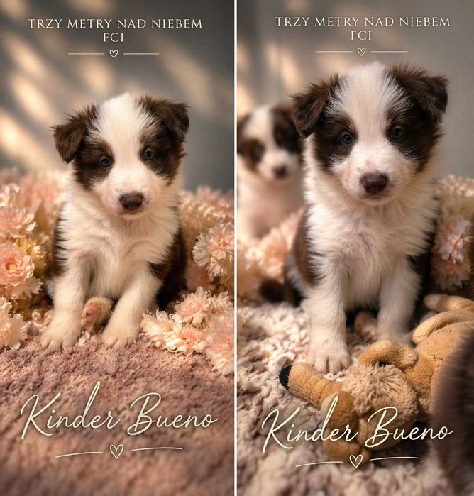 Border Collie Czekoladowy FCI ZKwP Kinder Bueno