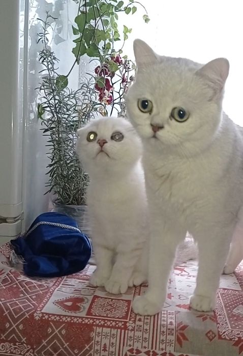 Кошеня фолд дівчинка срібна шиншила