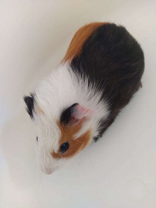 Морские свинки ангорские и розеточные