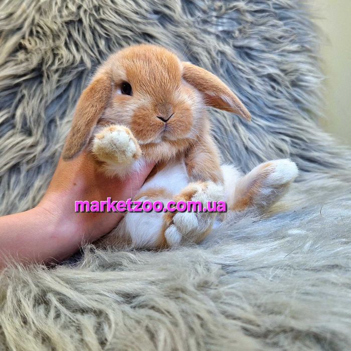 Карликовий міні кролик Карликовый мини  вислоухий баран mini lop
Окра