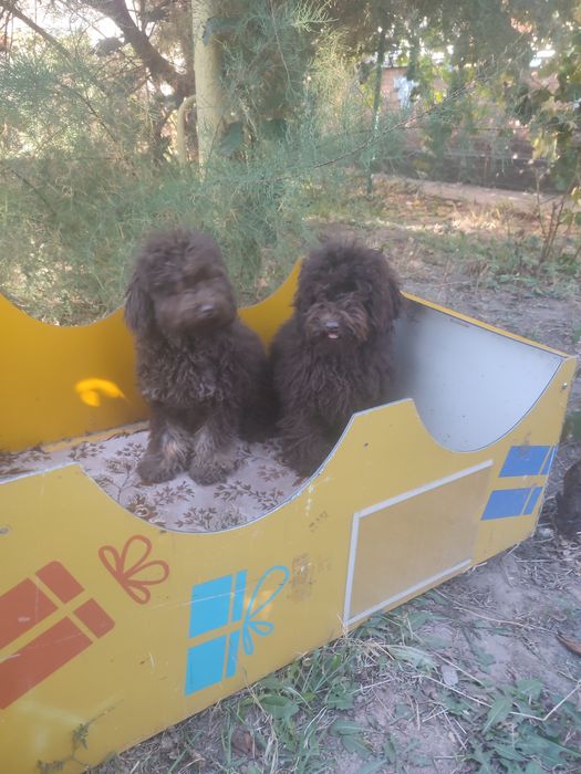 Продаж щенят карликовий пудель шоколадного кольору