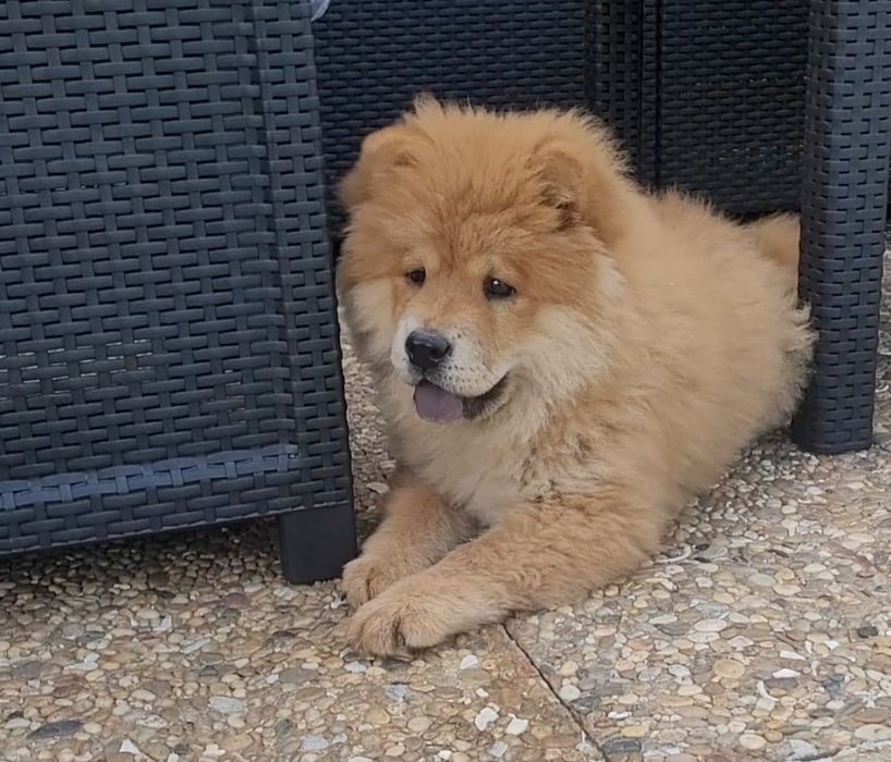 Chow chow laranja bebé